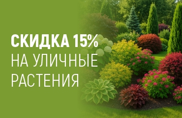 летняя скидка на уличные растения
