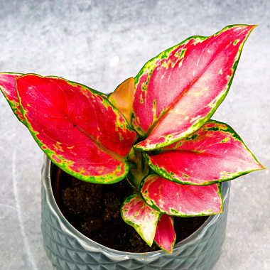 Аглаонема Чина Красная D-9