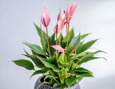 Антуриум андрианум Лилли D-15