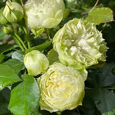 Роза Бланшет