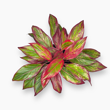 Аглаонема Ред Фаир D-12