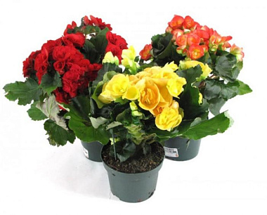 Бегония Элатиор Микс D-12 125244
