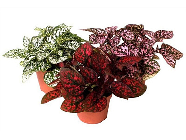 Гипоэстес микс в асс D-9