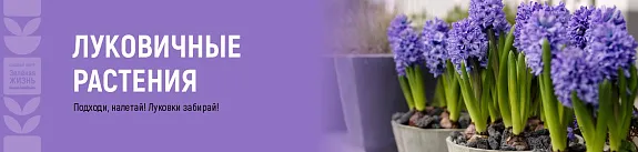 Поступление луковичных растений