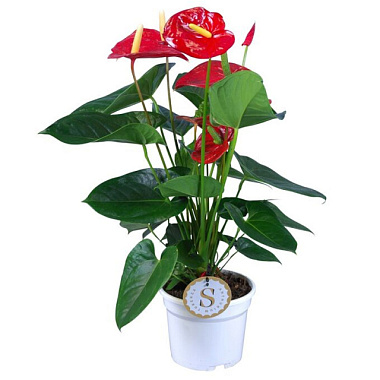 Антуриум андрианум Бамбино Ред D-12