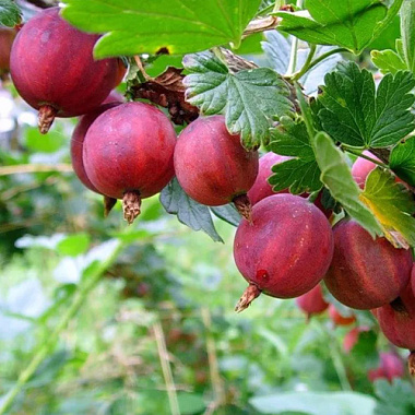 Крыжовник колобок