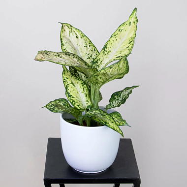 Диффенбахия Ами D-12