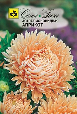 Астра Семко Априкот пионовидная